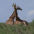 Giraffen im Nairobi National Park – Kenya