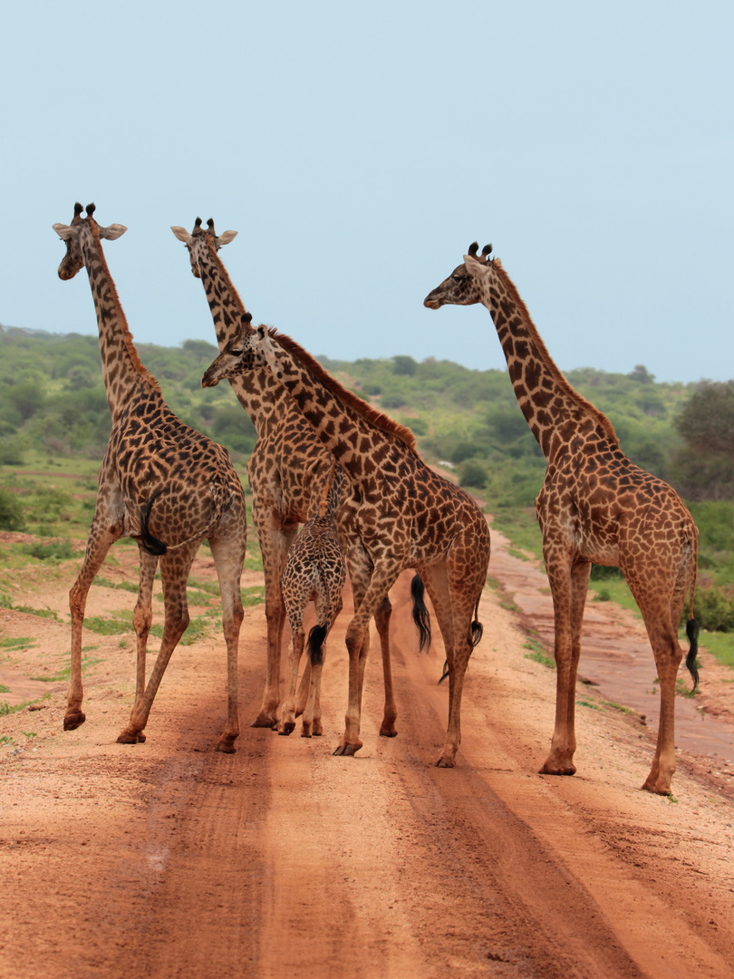 Giraffen im Nationalpark Amboseli, Kenia