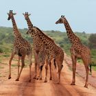 Giraffen im Nationalpark Amboseli, Kenia