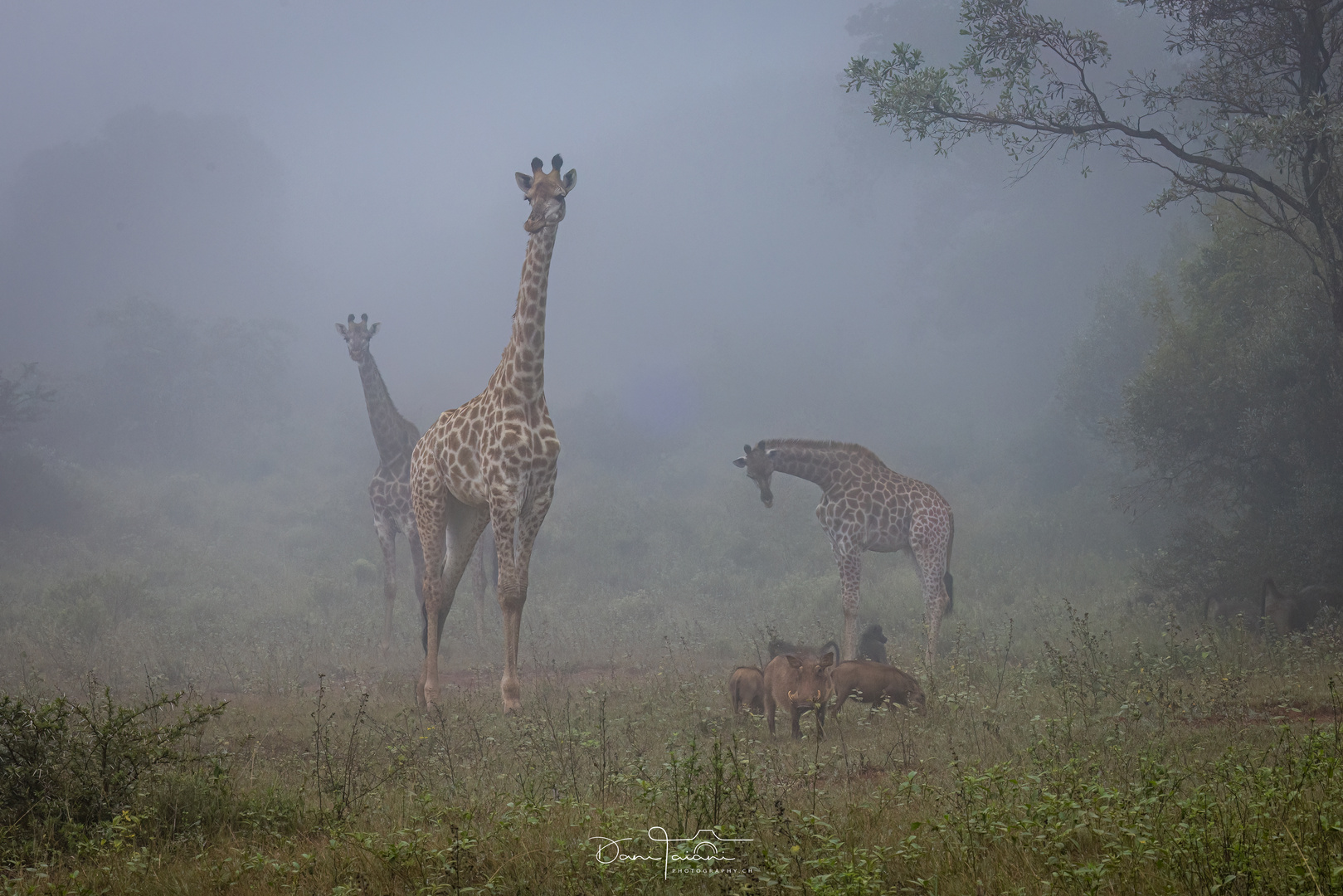 Giraffen im Nebel