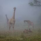 Giraffen im Nebel