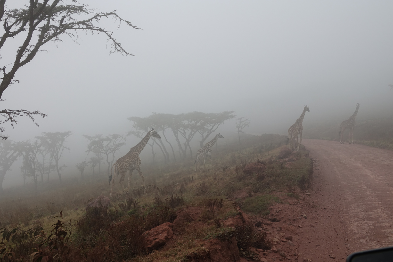 Giraffen im Nebel und bei 3 Grad Temp.