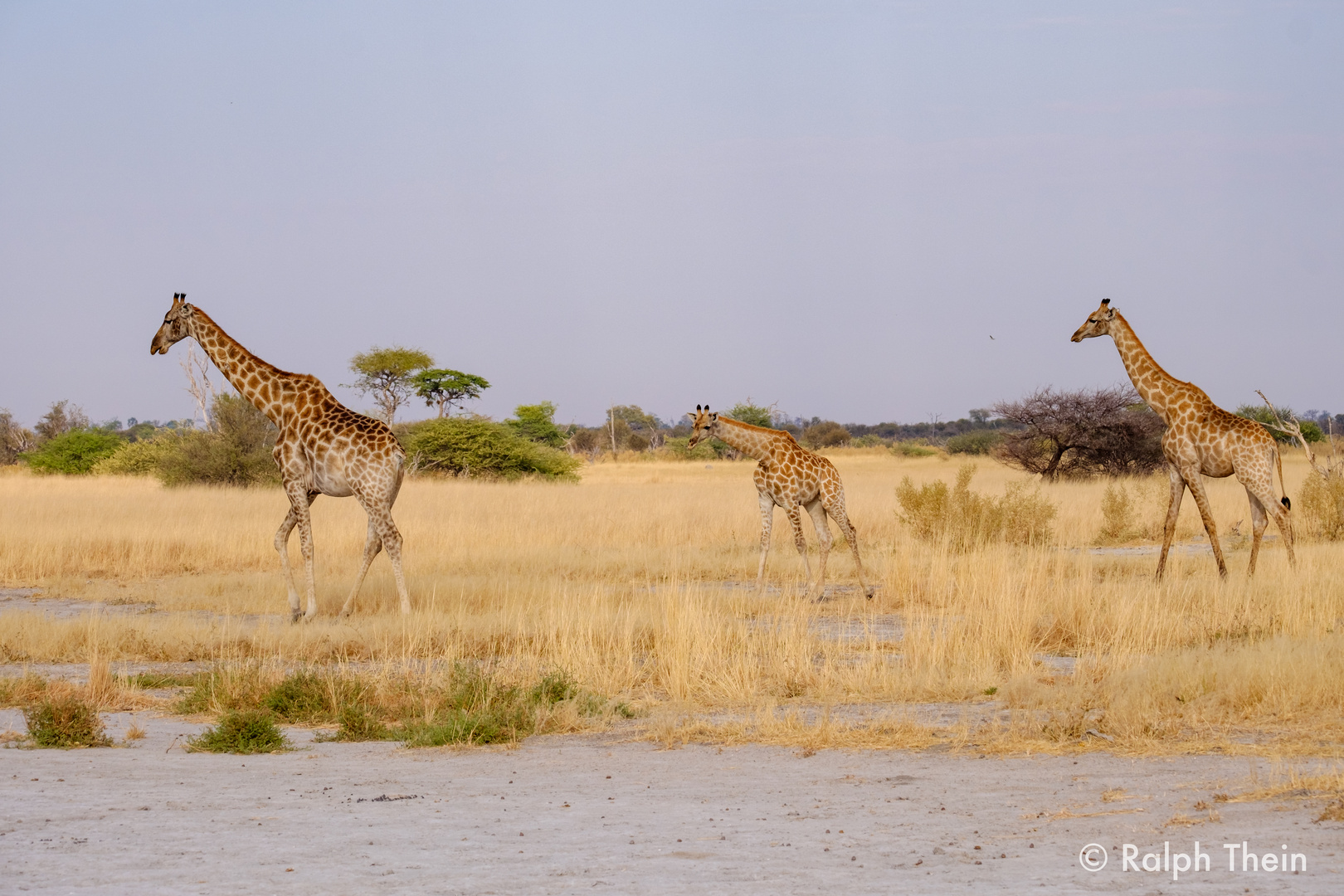 Giraffen im Okavango-Delta