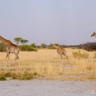 Giraffen im Okavango-Delta