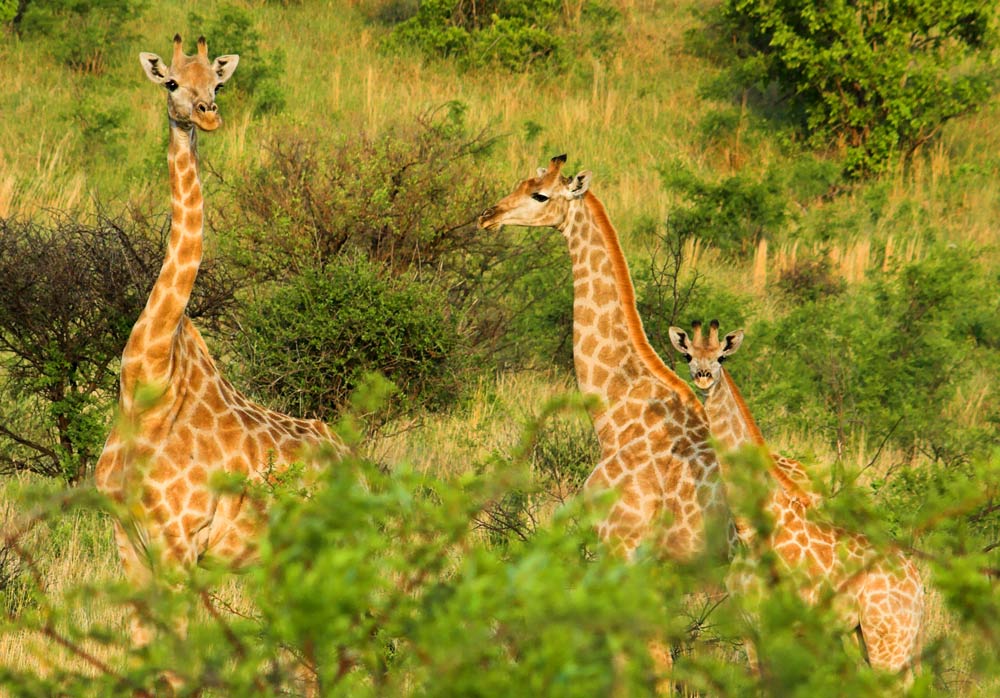 Giraffen im Pilanesberg