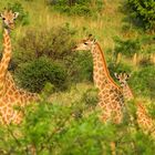 Giraffen im Pilanesberg
