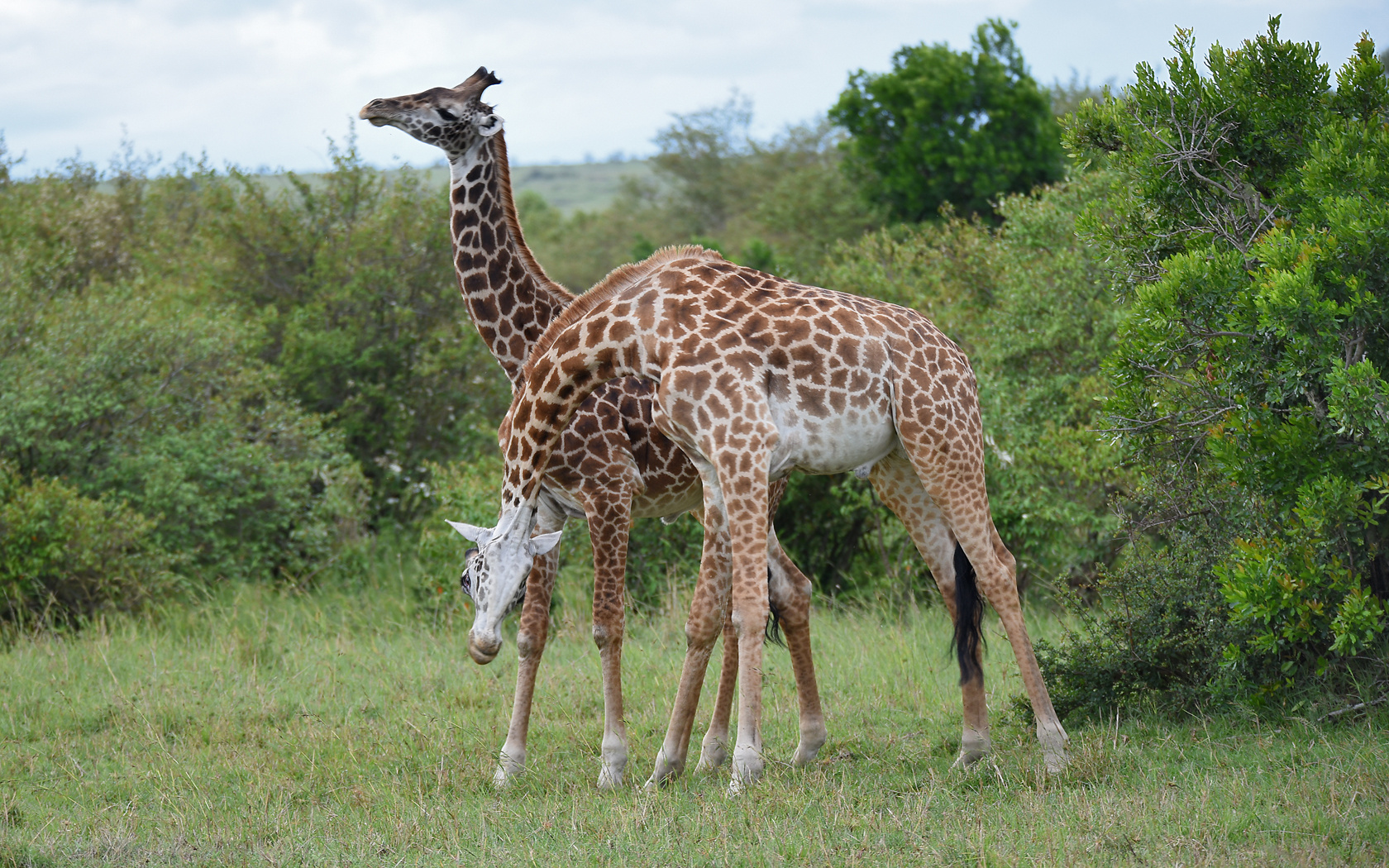 Giraffen im Revierkampf