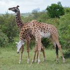 Giraffen im Revierkampf