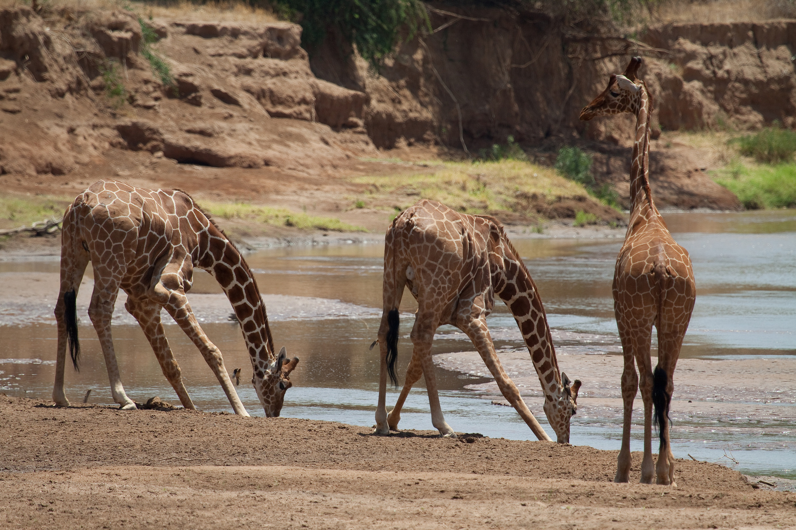 Giraffen im Samburu NP