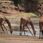 Giraffen im Samburu NP