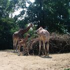 Giraffen im Schweriner Zoo