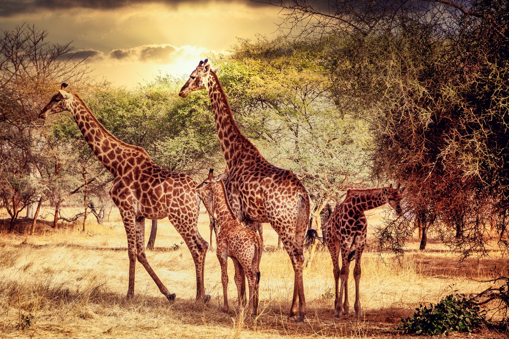 Giraffen im Senegal