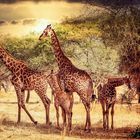 Giraffen im Senegal