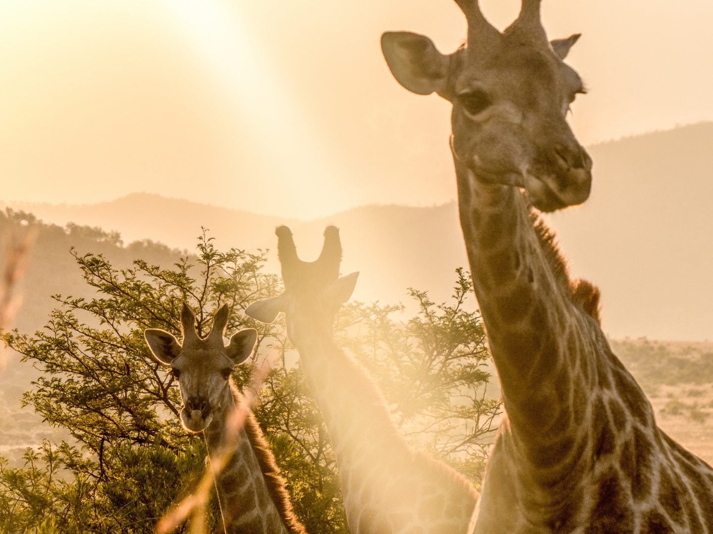 Giraffen im Sonnenuntergang