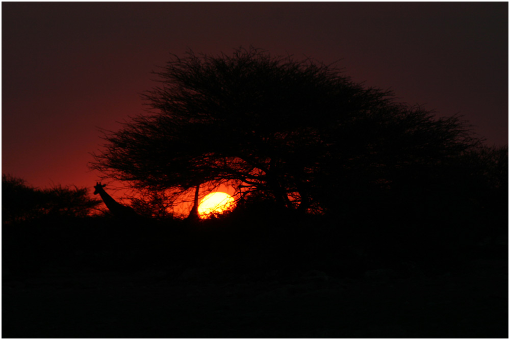 Giraffen im Sonnenuntergang