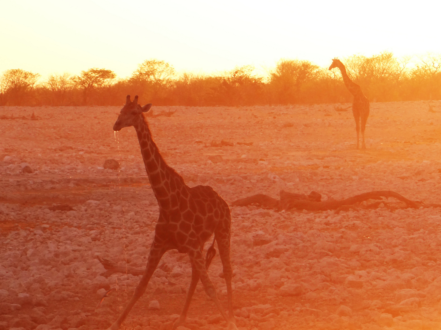 Giraffen im Sonnenuntergang