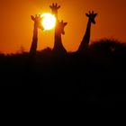 Giraffen im Sonnenuntergang