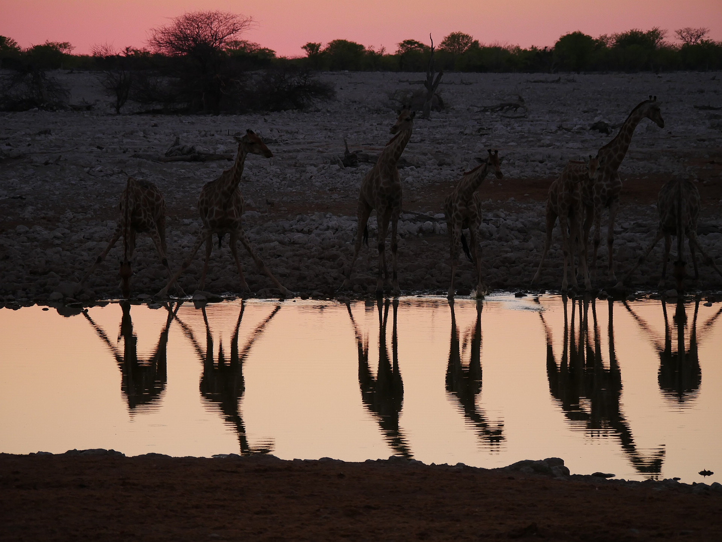 Giraffen im Sonnenuntergang 