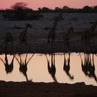 Giraffen im Sonnenuntergang 