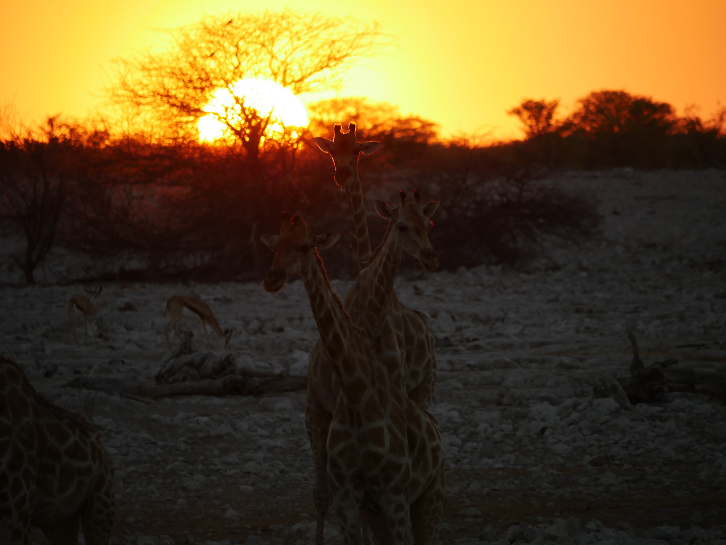 Giraffen im Sonnenuntergang