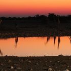 Giraffen im Sonnenuntergang