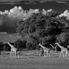 Giraffen im South Luangwa Nationalpark.