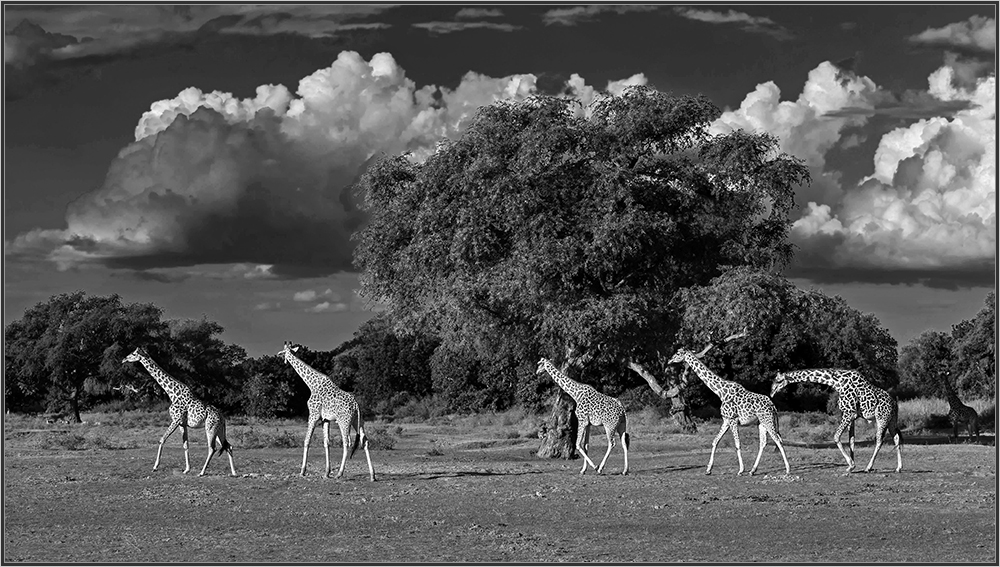 Giraffen im South Luangwa Nationalpark.