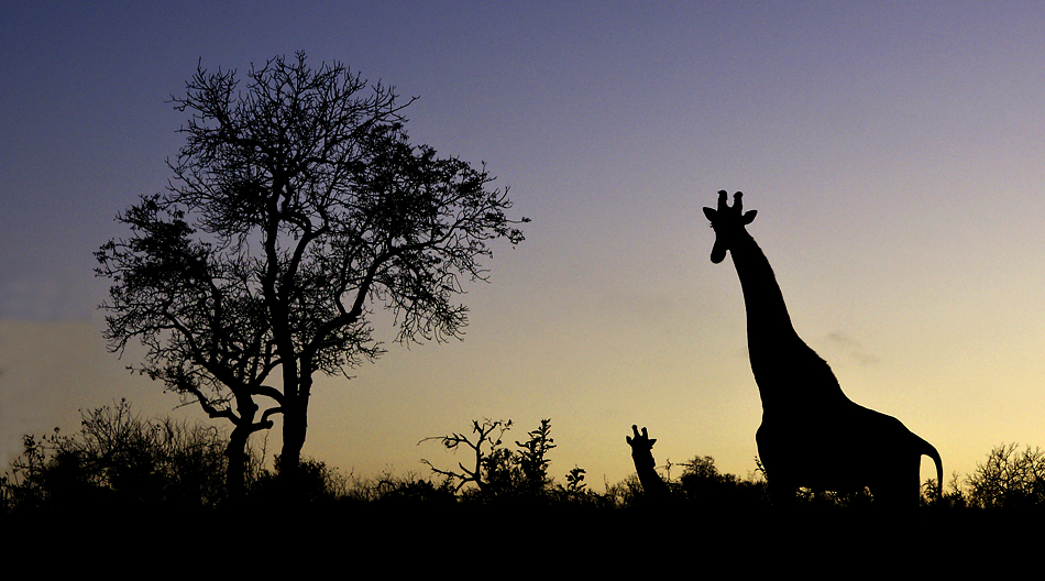 Giraffen im späten Abendlicht