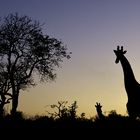 Giraffen im späten Abendlicht