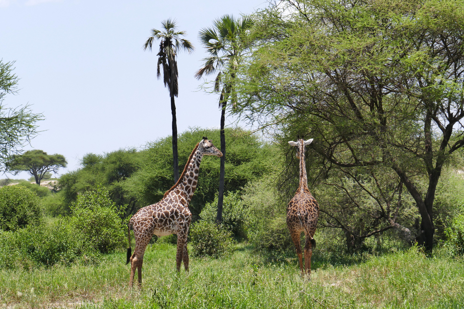 ...Giraffen im Tarangire NP...