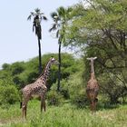 ...Giraffen im Tarangire NP...