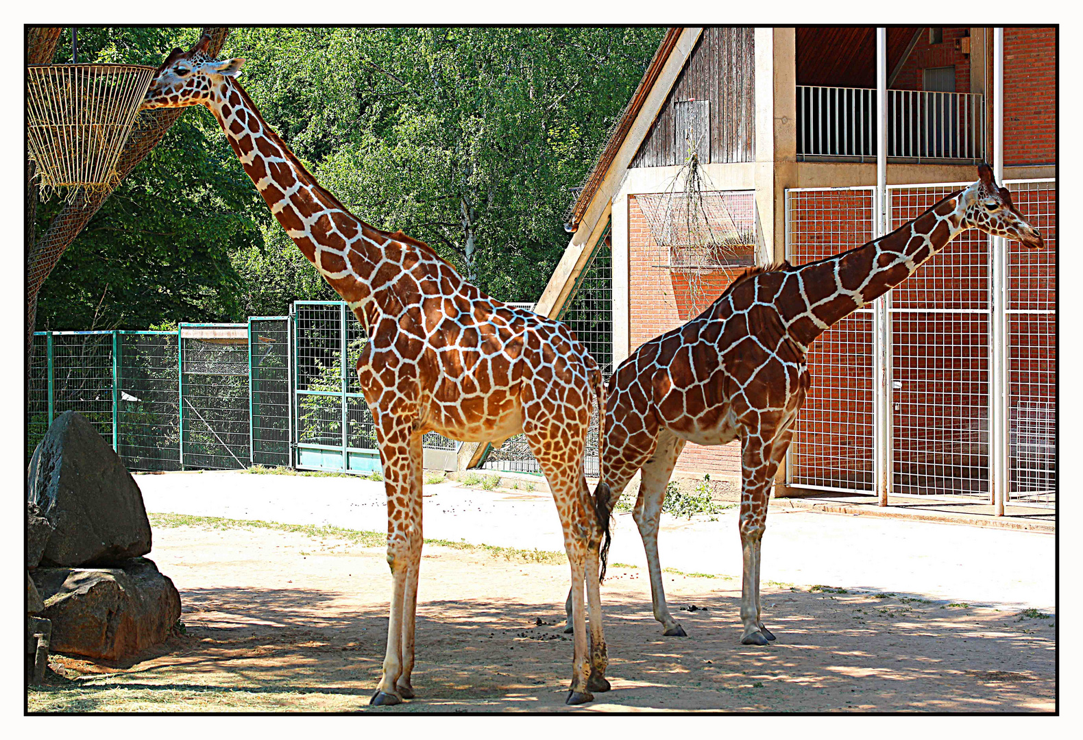 Giraffen im Tiergarten