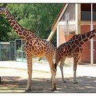 Giraffen im Tiergarten