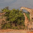 Giraffen im Tsavo Nationalpark