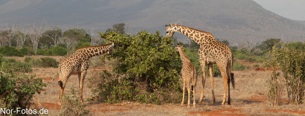 Giraffen im Tsavo Nationalpark