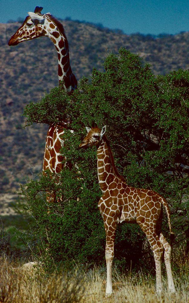 Giraffen im Tsavo-Ost