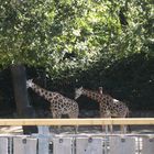 Giraffen im Zoo