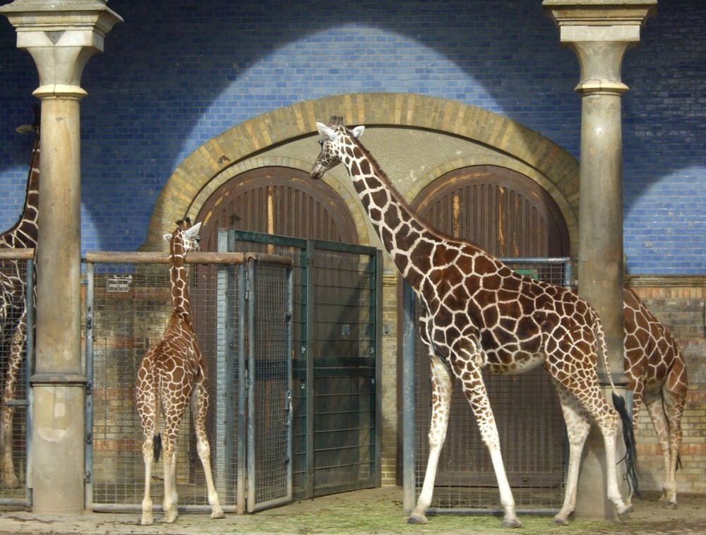 Giraffen im Zoo