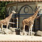 Giraffen im Zoo