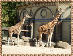 Giraffen im Zoo