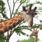 Giraffen im Zoo Dortmund