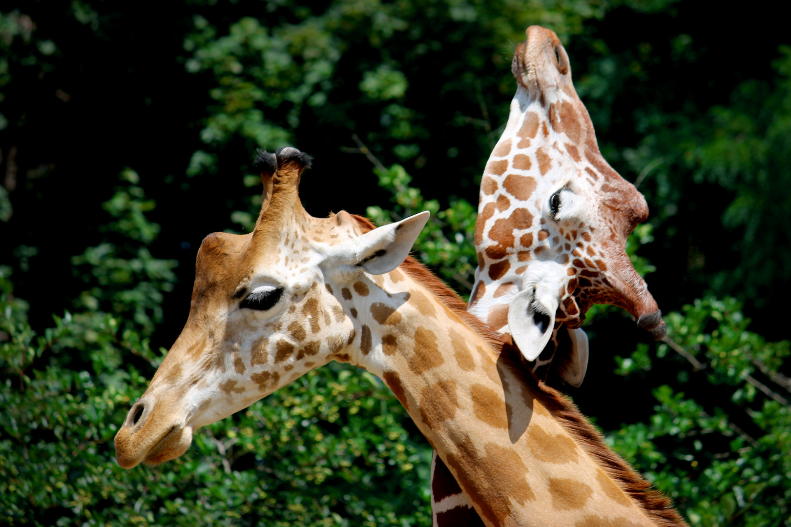 Giraffen im Zoo Dresden