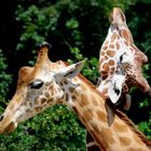 Giraffen im Zoo Dresden