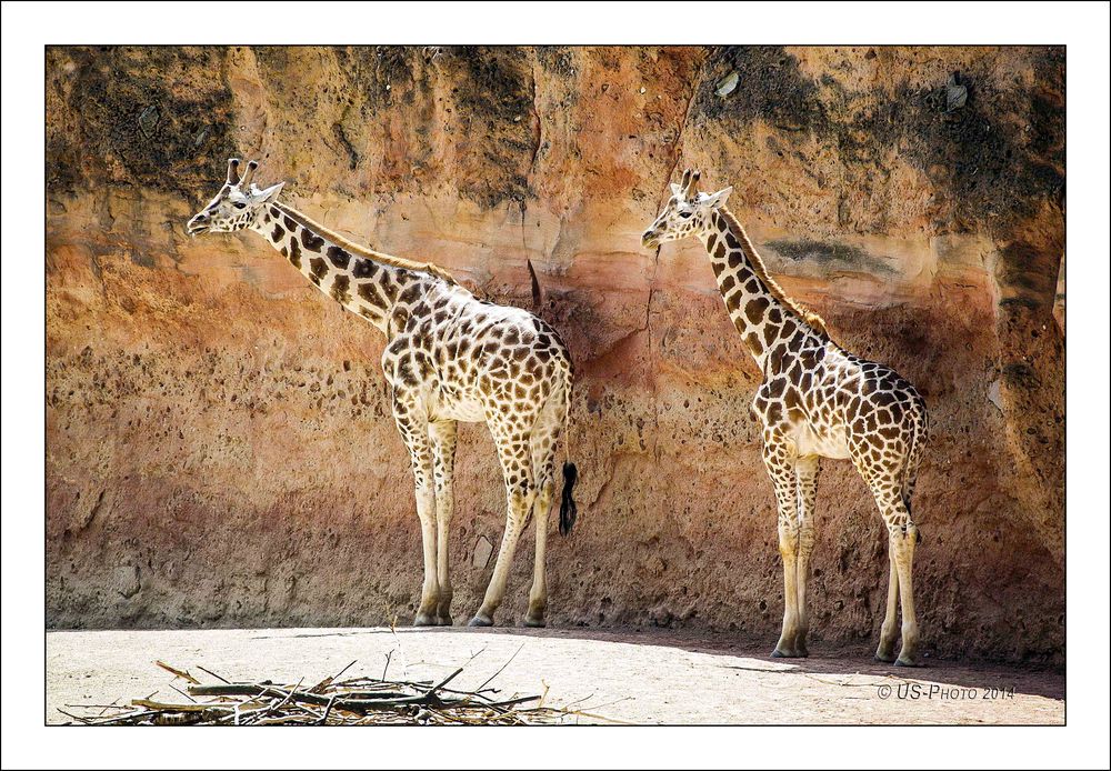 Giraffen im Zoo Hannover