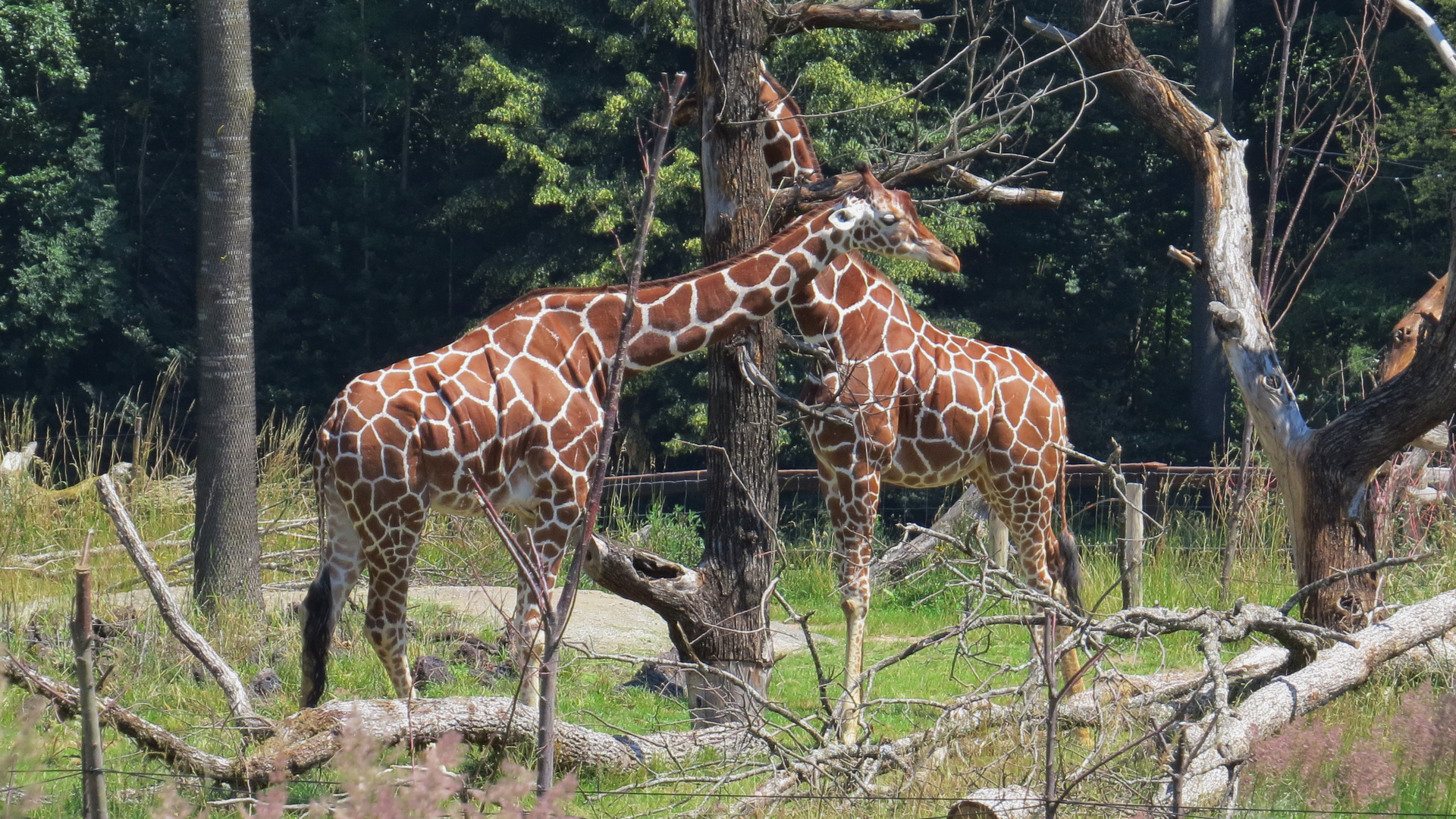 Giraffen im Zoo, Zürich