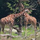 Giraffen im Zoo, Zürich