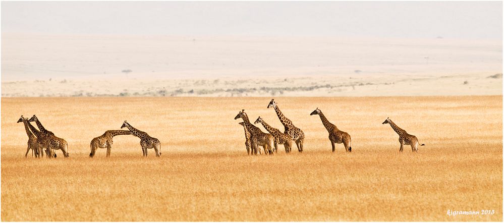 giraffen in .......