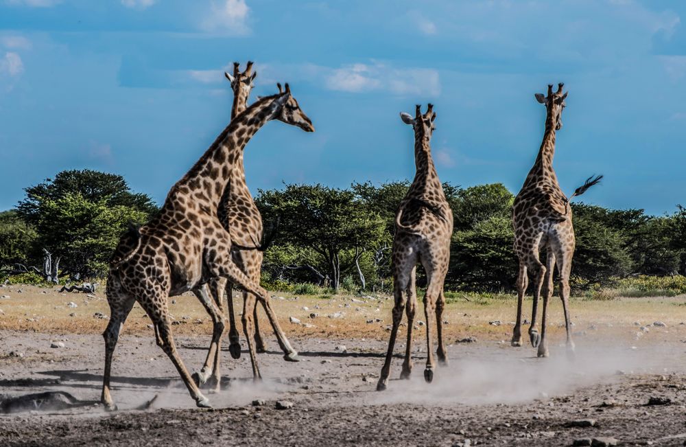 Giraffen in Aufruhr