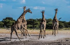 Giraffen in Aufruhr