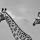 Giraffen in Chobe in Schwarz Wei